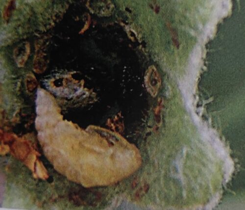 Larva kvetovky jabloňovej v rozrezanom púčiku jablone