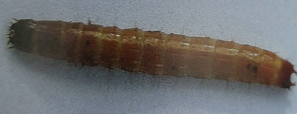 Drôtovce - larva kovaříka