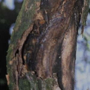 Korová nekróza - rozvinutá na kmeni marhule