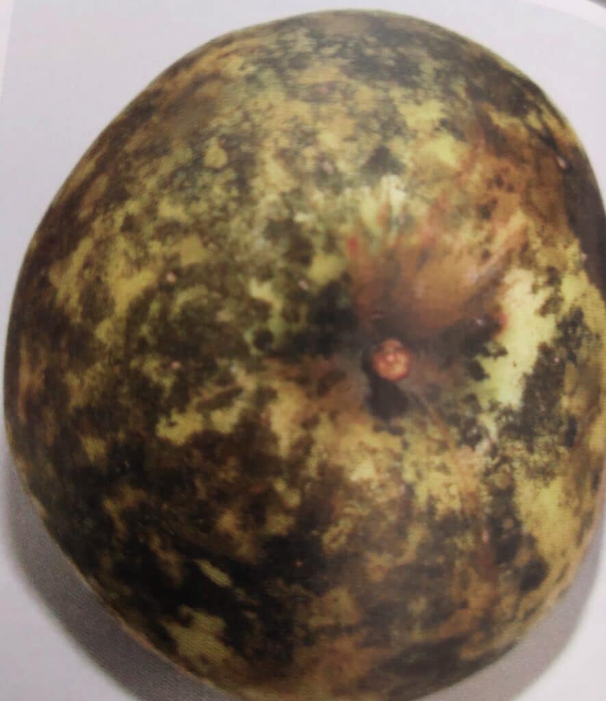 Sadzovitosť jabĺk – poškodený plod jablone