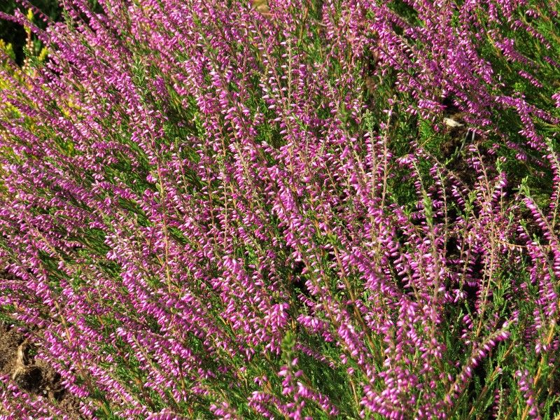 Vres obyčajný (Calluna vulgaris) ​