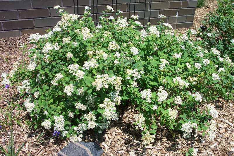 Tavoľník poliehavý (Spiraea decumbens)​