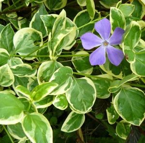Brčál väčší (Vinca major)