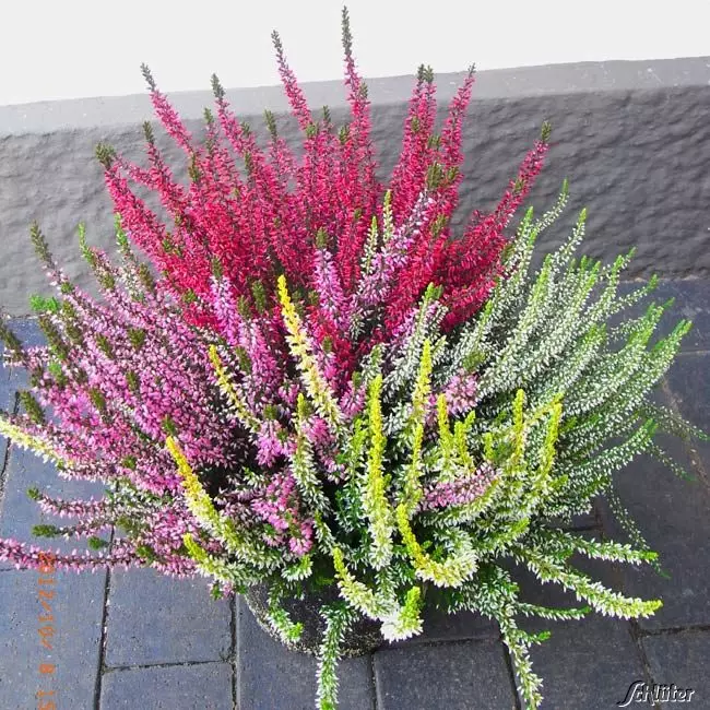 Vres obyčajný (Calluna vulgaris) ​