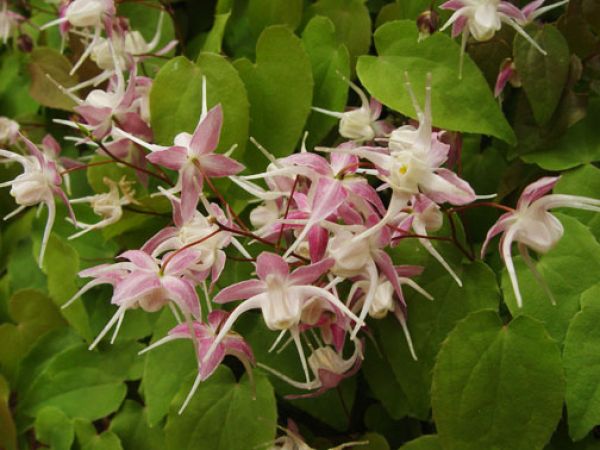 Škornica veľkokvetá (Epimedium grandiflorum)