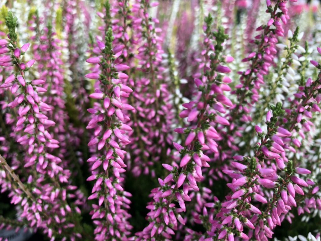 Vres obyčajný (Calluna vulgaris) ​