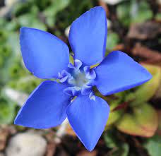 Horec jarný - Gentiana verna
