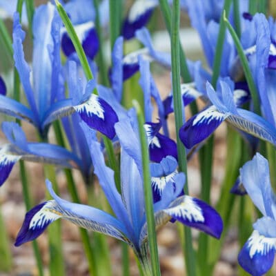 Iris sieťkovaný - Iris reticulata