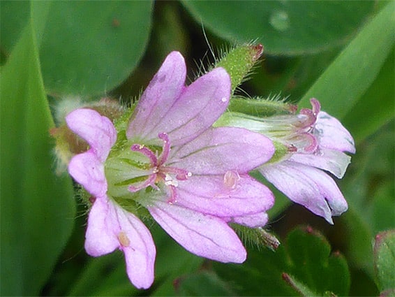 Pakost malý - Geranium pusillum