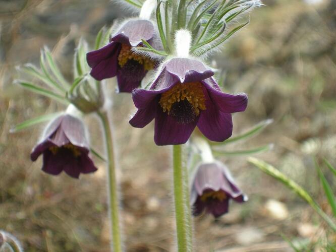 Poniklec lúčny (Pulsatilla pratensis)