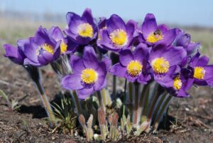 Veternica otvorená (Pulsatilla patens)