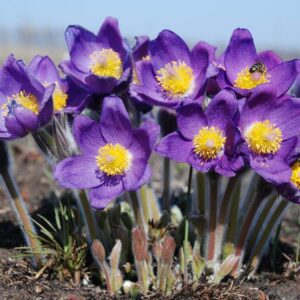 Veternica otvorená (Pulsatilla patens)