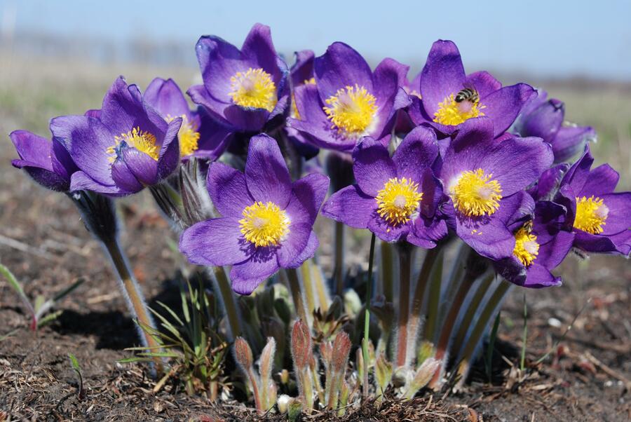 Veternica otvorená (Pulsatilla patens)