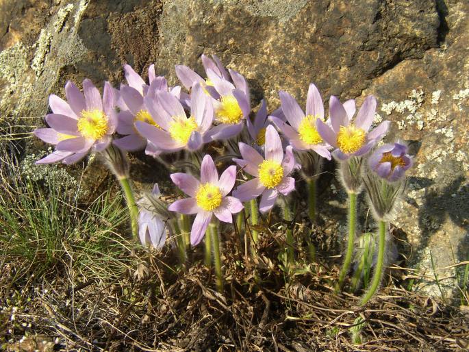 Koniklec veľkokvetý (Pulsatilla grandis)
