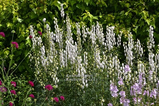 Oměj biela - Aconitum alba
