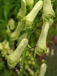 Oměj vlčí mor - Aconitum lycoctonum