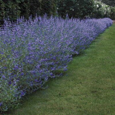 Bradavec klandonský (Caryopteris clandonensis) so sivastými listami a modrofialovými kvetmi