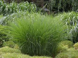 Ozdobnica Čínska Gracillimus - Miscanthus sinensis Gracillimus