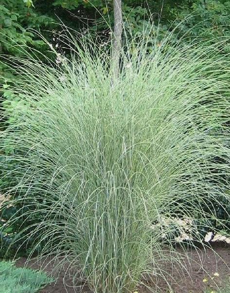 Ozdobnica čínska Miscanthus sinensis