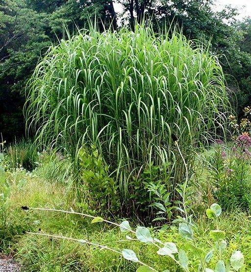 Ozdobnica obrovská Miscanthus giganteus