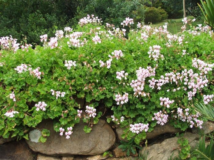 Muškát previslý - Pelargonium peltatum
