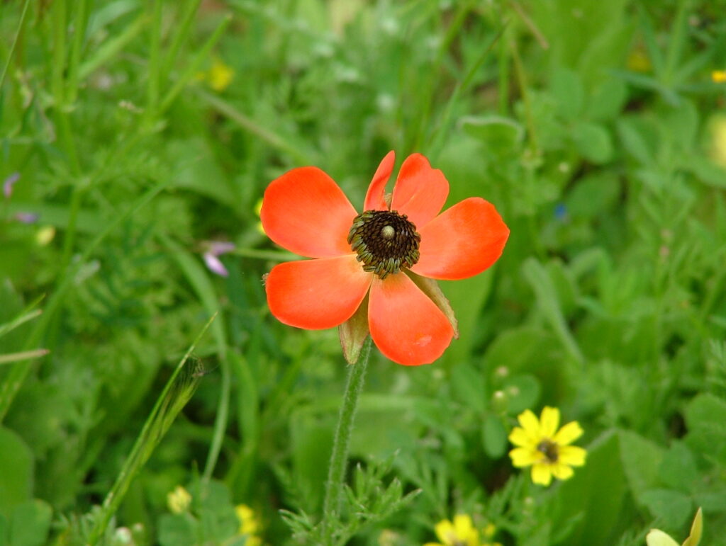 Pryskyřník ázijský (Ranunculus asiaticus)