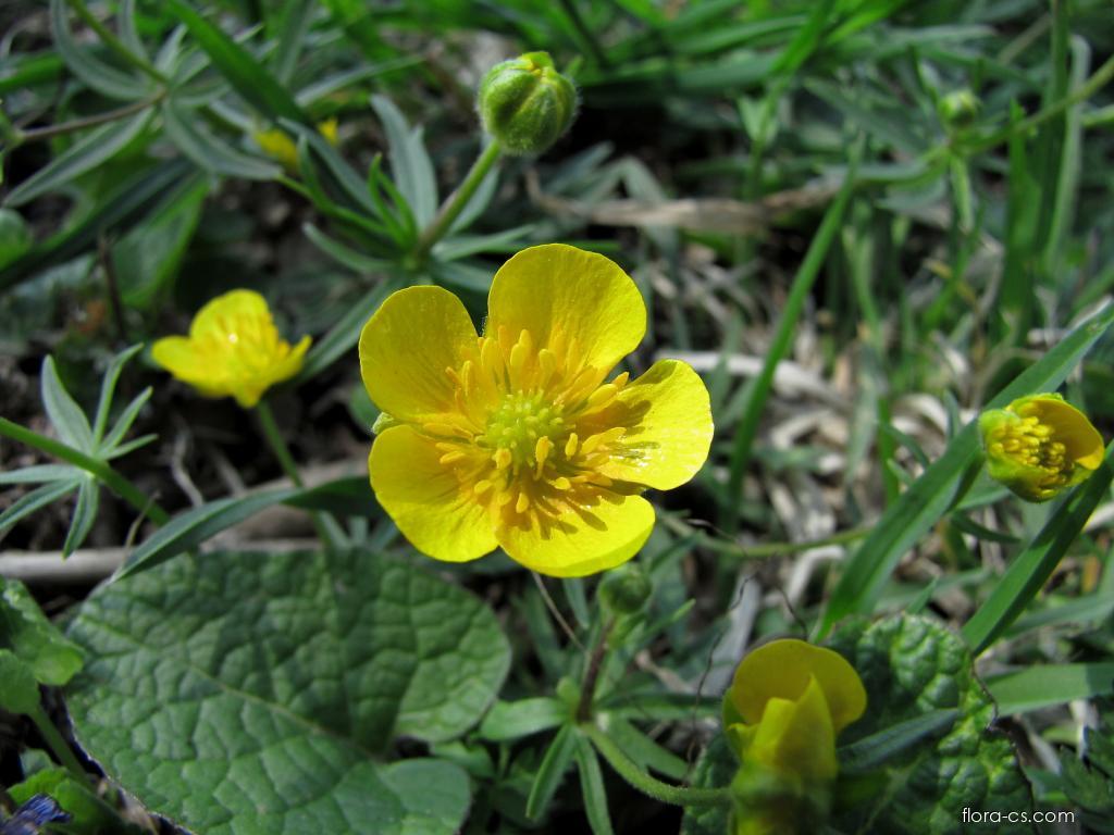 Iskerník prudký (Ranunculus acris)