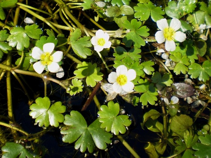 Iskerník vodný (Ranunculus aquatilis)