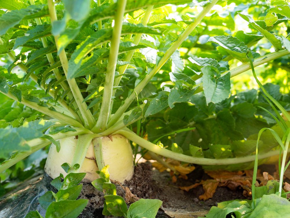 Reďkev siata olejná - Raphanus sativus var. oleiferus
