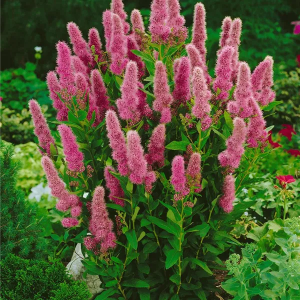 Tavoľník Billardov (Spiraea × billardii 'Triumphans')​