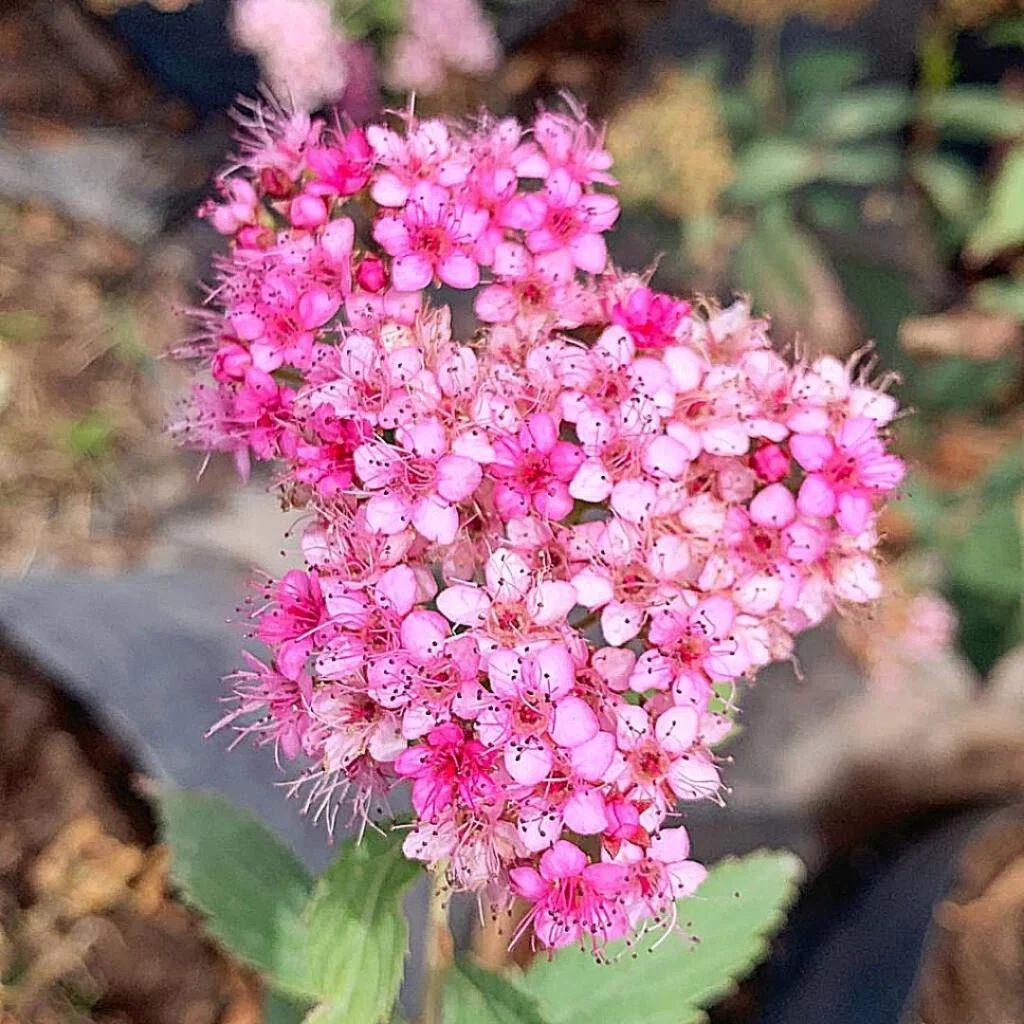Tavoľník Bumaldov (Spiraea × bumalda)​