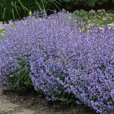 Šanta skrížená - Nepeta × faassenii