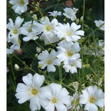 Šater ozdobný - Gypsophila elegans