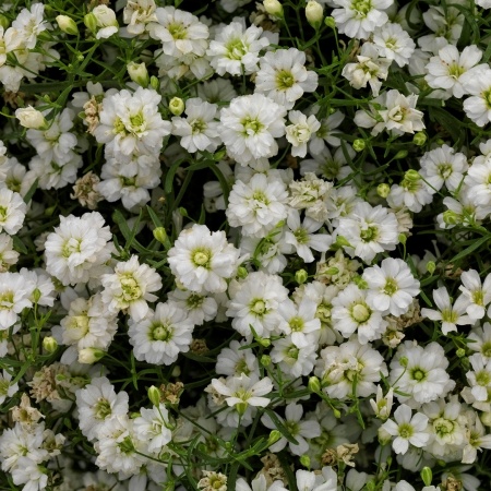 Šater nástenný - Gypsophila muralis