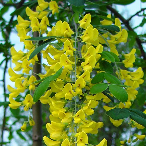 Zlatý dážď alpský - Laburnum alpinum