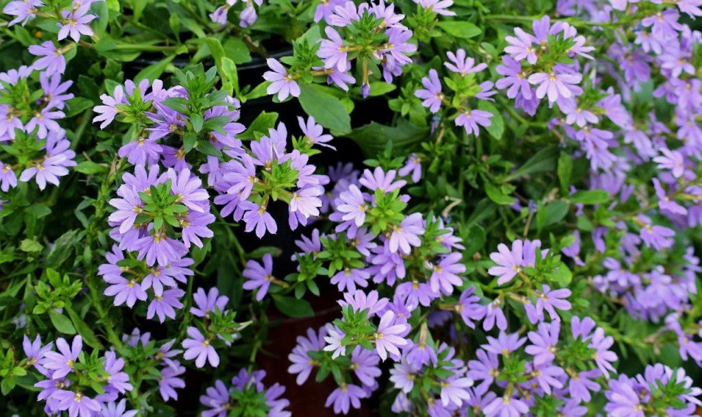 Vejárovka nezlomná (Scaevola humilis) – kompaktné trsy