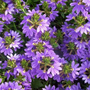 Vejárovka previsnutá (Scaevola aemula) s modrofialovými kvetmi