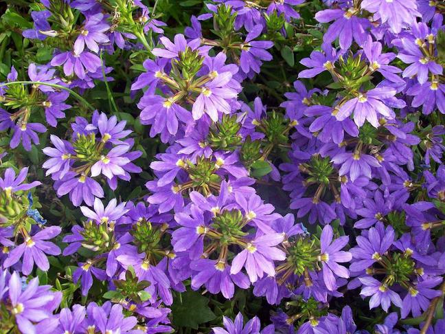 Vejárovka previsnutá (Scaevola aemula) s modrofialovými kvetmi