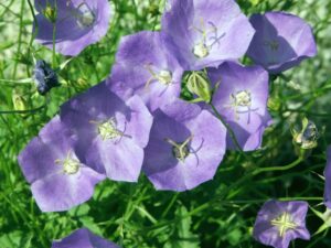 Zvonček karpatský - campanula carpatica