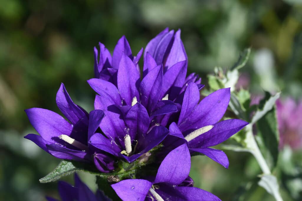Zvonček guľatohlavý - Campanula glomerata