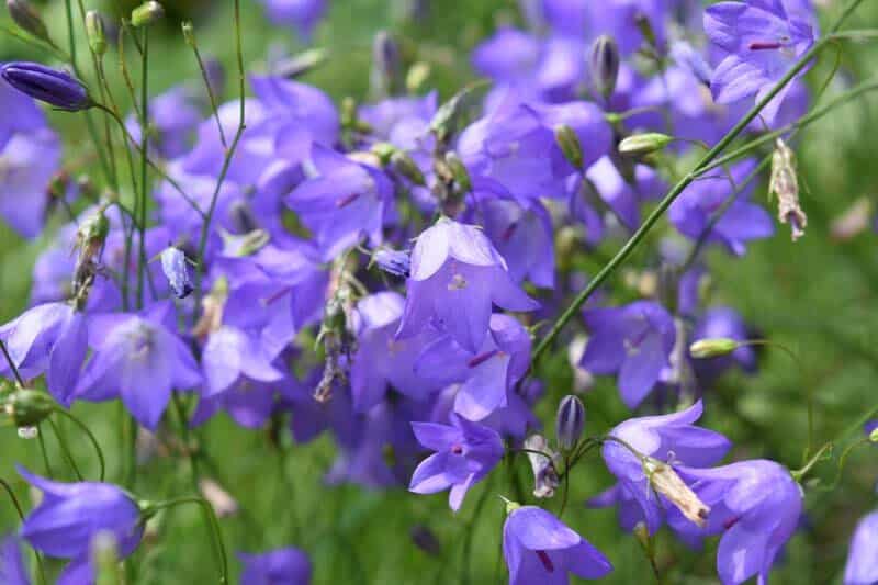 Zvonček okrúhlolistý - Campanula rotundifolia