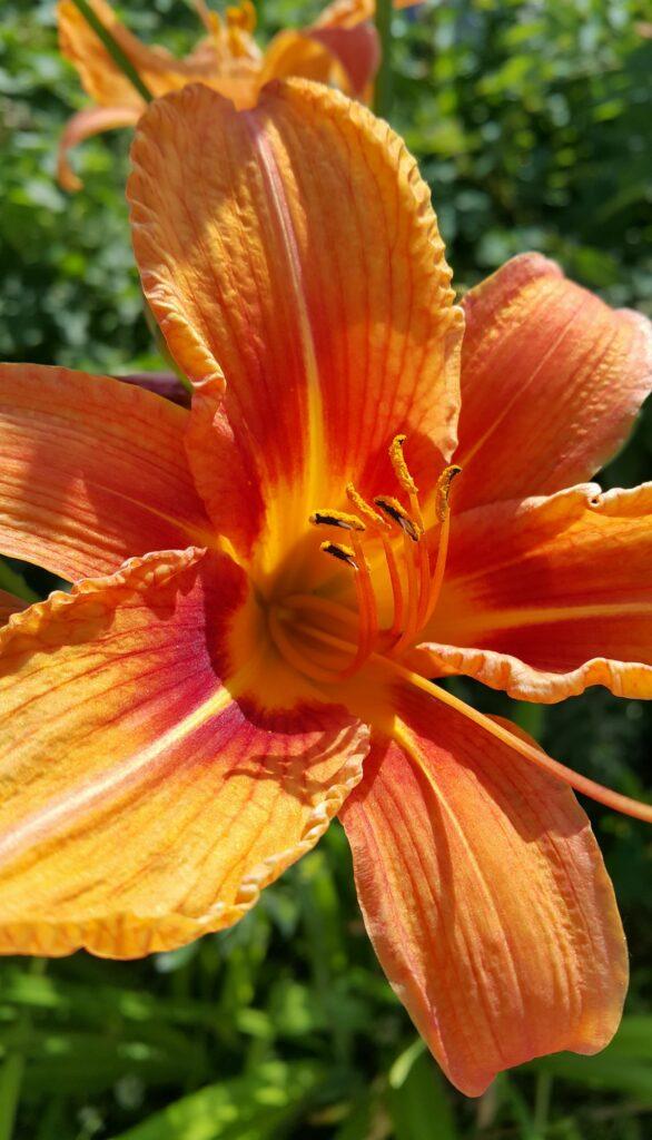 Denivka plavá - Hemerocallis fulva