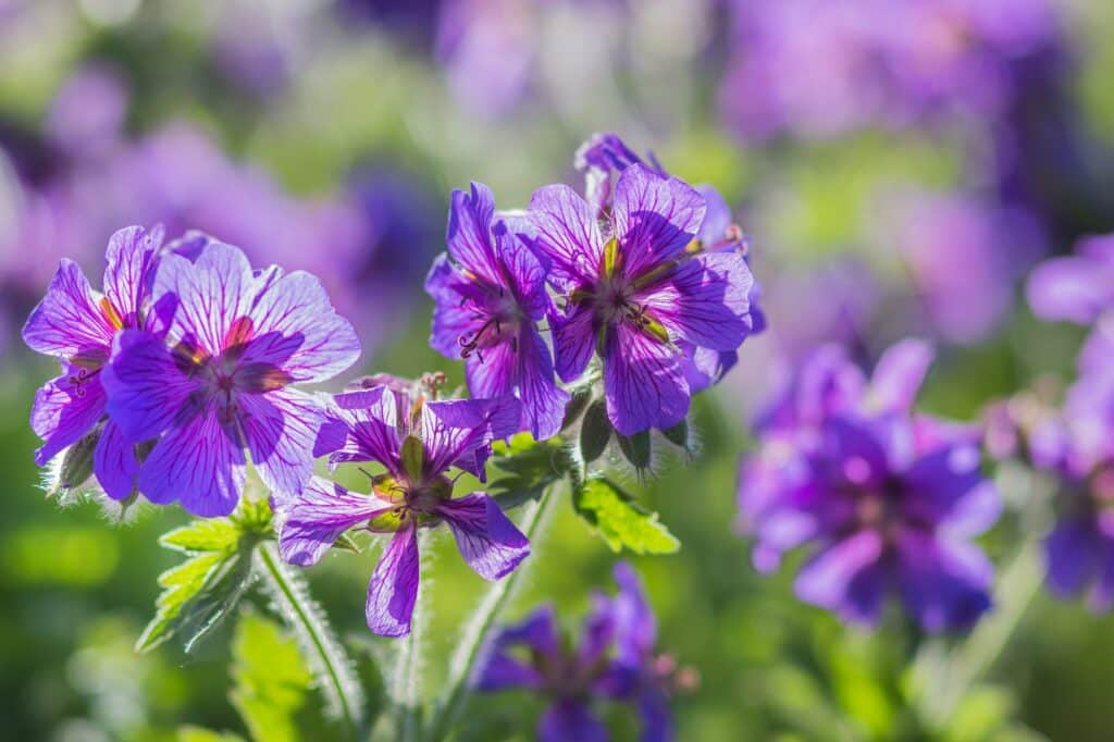 Geranium v záhrade