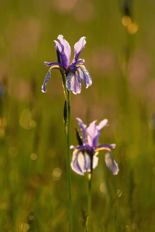 Kosatec sibírsky - Iris sibirica