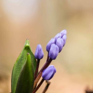 Scila sibírska (Scilla siberica) – detail sýtomodrých hviezdicovitých kvetov a pukov