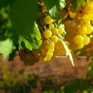 Vlnovník viničový – škodí na viniči