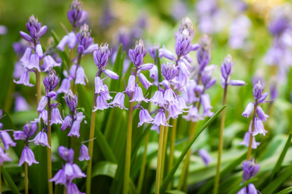 Zvonček repkovitý - Campanula rapunculoides