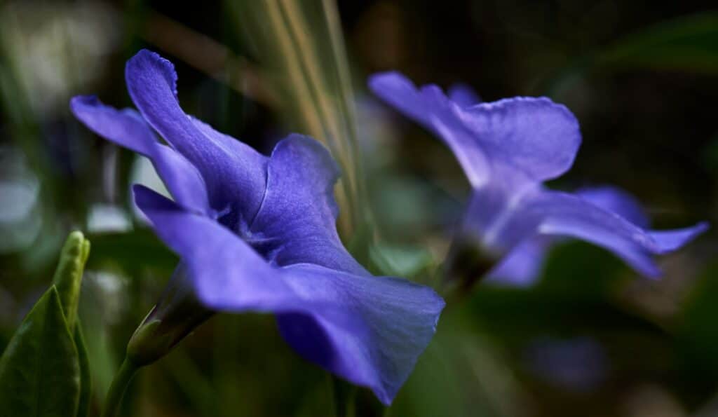 Horec bezbyľový - Gentiana acaulis