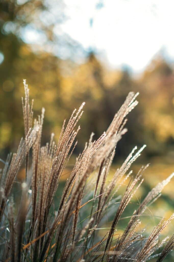 Ozdobnica Miscanthus