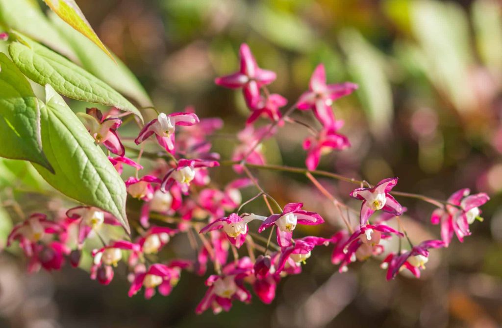 Škornica (Epimedium) v botanickej záhrade